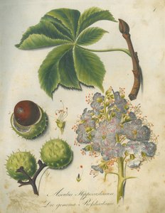 Paardenkastanje (Aesculus hippocastanum)